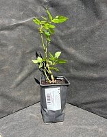 Роза чайно-гибридная Ред Интернешнл 